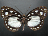 Adult, male, underside: Yellow-eyed Plane (Neptis praslini staudingereana)