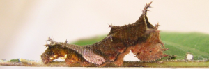 Final instar larva, side view: Yellow-eyed Plane (Neptis praslini staudingereana)