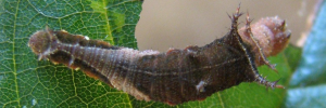 Final instar larva, top view: Yellow-eyed Plane (Neptis praslini staudingereana)