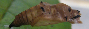 Pupa, side view: Yellow-eyed Plane (Neptis praslini staudingereana)
