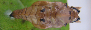 Pupa, top view: Yellow-eyed Plane (Neptis praslini staudingereana)