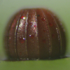 Egg, egg: Bronze Flat (Netrocoryne repanda expansa)