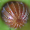 Egg, egg: Bronze Flat (Netrocoryne repanda expansa)
