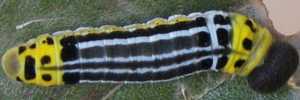 Final instar larva, top view: Bronze Flat (Netrocoryne repanda expansa)
