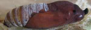 Pupa, side view: Bronze Flat (Netrocoryne repanda expansa)