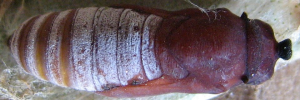 Pupa, top view: Bronze Flat (Netrocoryne repanda expansa)