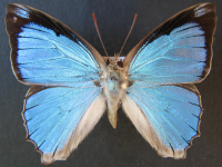 Adult, male, upperside: Sapphire Azure (Ogyris aenone)