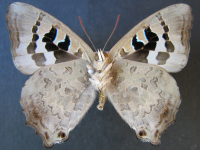 Adult, male, underside: Sapphire Azure (Ogyris aenone)
