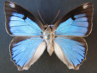 Adult, female, upperside: Sapphire Azure (Ogyris aenone)