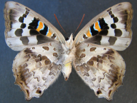 Adult, female, underside: Sapphire Azure (Ogyris aenone)