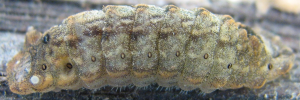 Final instar larva, side view: Sapphire Azure (Ogyris aenone)