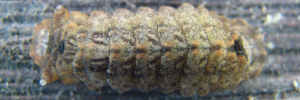 Final instar larva, top view: Sapphire Azure (Ogyris aenone)