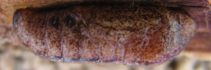 Pupa, side view: Sapphire Azure (Ogyris aenone)