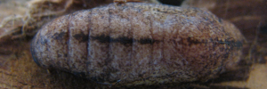Pupa, top view: Sapphire Azure (Ogyris aenone)