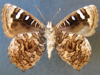 Adult, male, underside: Satin Azure (Ogyris amaryllis amaryllis)
