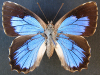 Adult, female, upperside: Satin Azure (Ogyris amaryllis amaryllis)