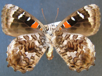 Adult, female, underside: Satin Azure (Ogyris amaryllis amaryllis)