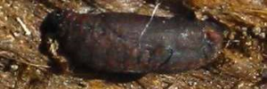 Pupa, side view: Satin Azure (Ogyris amaryllis amaryllis)