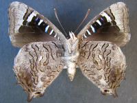 Adult, male, underside: Southern Purple Azure (Ogyris genoveva)
