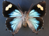 Adult, female, upperside: Southern Purple Azure (Ogyris genoveva)