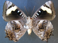 Adult, female, underside: Southern Purple Azure (Ogyris genoveva)