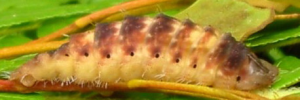 Final instar larva, side view: Southern Purple Azure (Ogyris genoveva)