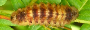 Final instar larva, top view: Southern Purple Azure (Ogyris genoveva)