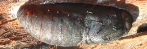 Pupa, side view: Southern Purple Azure (Ogyris genoveva)