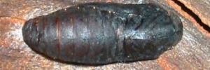 Pupa, top view: Southern Purple Azure (Ogyris genoveva)