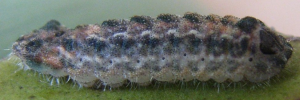 Early instar larva, side view: Orange-tipped Azure (Ogyris iphis iphis)