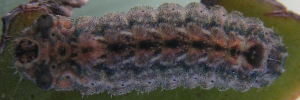 Early instar larva, top view: Orange-tipped Azure (Ogyris iphis iphis)