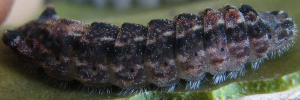 Final instar larva, side view: Orange-tipped Azure (Ogyris iphis iphis)