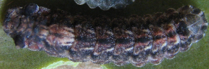 Final instar larva, top view: Orange-tipped Azure (Ogyris iphis iphis)