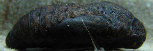 Pupa, side view: Orange-tipped Azure (Ogyris iphis iphis)