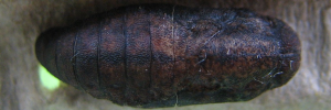 Pupa, top view: Orange-tipped Azure (Ogyris iphis iphis)