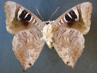 Adult, male, underside: Northern Purple Azure (Ogyris zosine zosine)