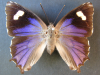 Adult, female, upperside: Northern Purple Azure (Ogyris zosine zosine)