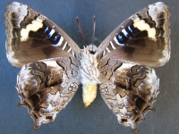 Adult, female, underside: Northern Purple Azure (Ogyris zosine zosine)