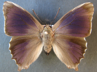 Adult, male, upperside: Northern Purple Azure (Ogyris zosine zosine)