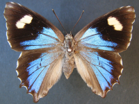 Adult, female, upperside: Northern Purple Azure (Ogyris zosine zosine)