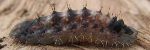 Final instar larva, side view: Northern Purple Azure (Ogyris zosine zosine)