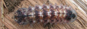 Final instar larva, top view: Northern Purple Azure (Ogyris zosine zosine)