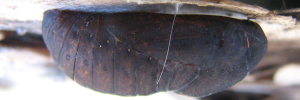 Pupa, side view: Northern Purple Azure (Ogyris zosine zosine)