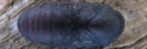 Pupa, top view: Northern Purple Azure (Ogyris zosine zosine)