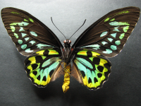 Adult, male, underside: Northern Birdwing (Ornithoptera priamus euphorion)