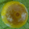 Egg, egg: Northern Birdwing (Ornithoptera priamus euphorion)