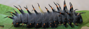 Early instar larva, side view: Northern Birdwing (Ornithoptera priamus euphorion)