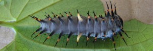 Early instar larva, top view: Northern Birdwing (Ornithoptera priamus euphorion)