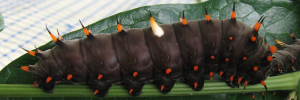 Final instar larva, side view: Northern Birdwing (Ornithoptera priamus euphorion)