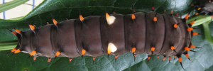 Final instar larva, top view: Northern Birdwing (Ornithoptera priamus euphorion)